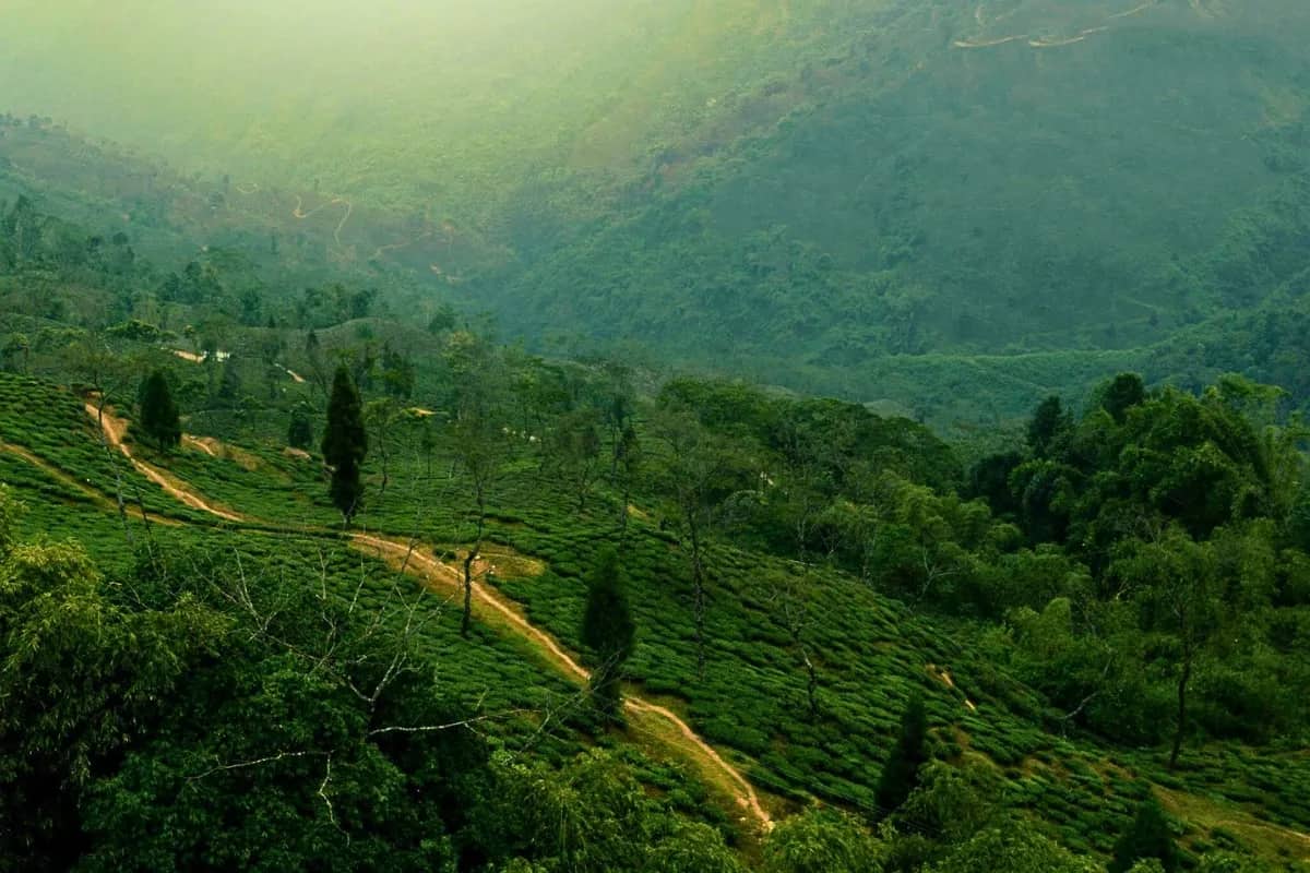 Stunning Serene Darjeeling Homestay | 3 Nights 4 Days Simana Border Experience