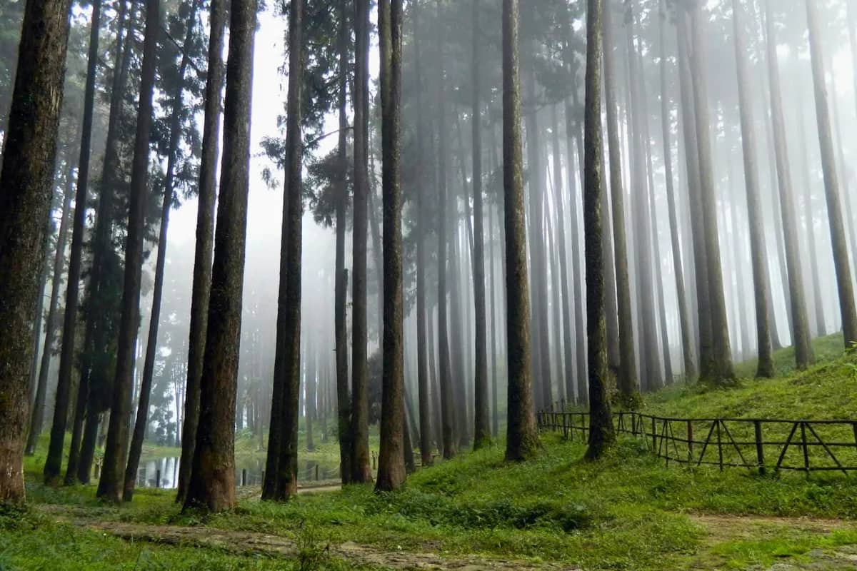 Ultimate Peaceful Village Homestay North Bengal | 3 Nights 4 Days Bijanbari Experience