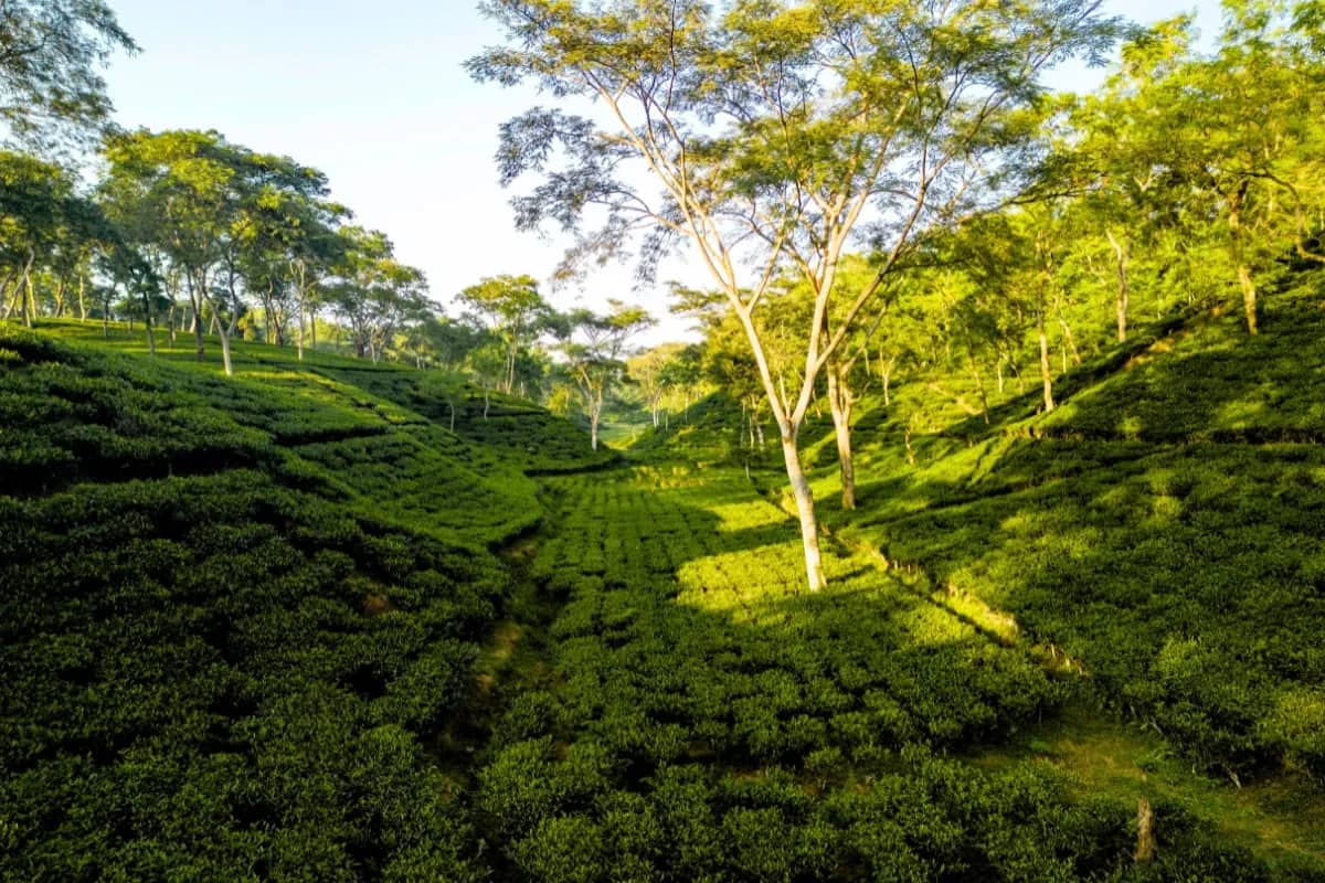 Genuine Peaceful Village Homestay North Bengal | 3 Nights 4 Days Tabakoshi Riverside Experience