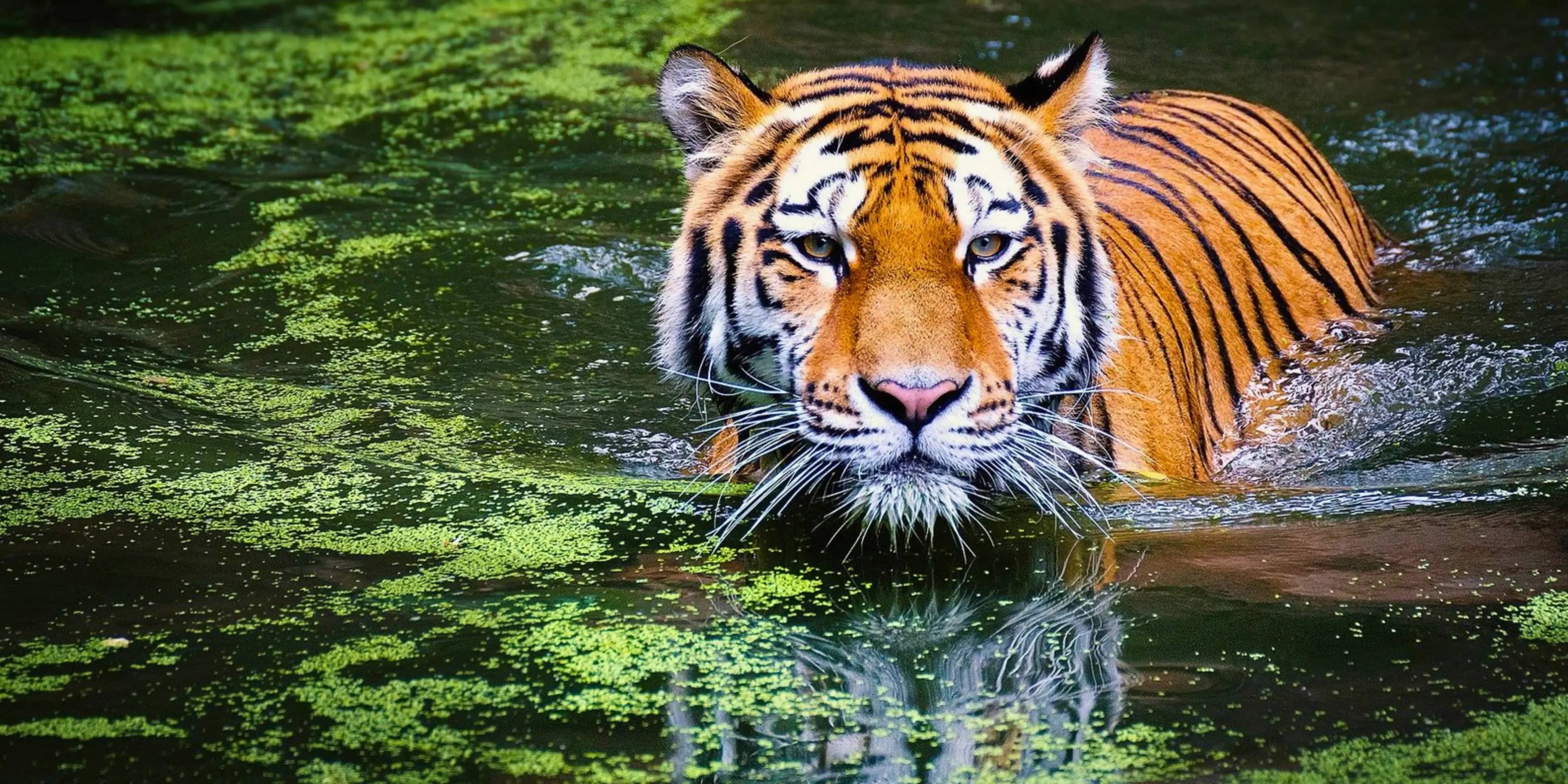 Tailored 8 Days Delhi to Arunachal Tour Package | Dazzling